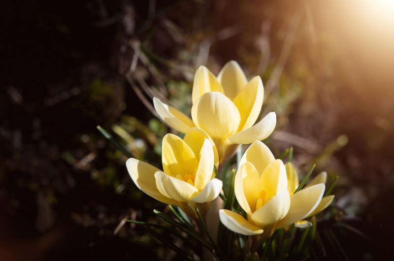 Die Energie von Imbolc