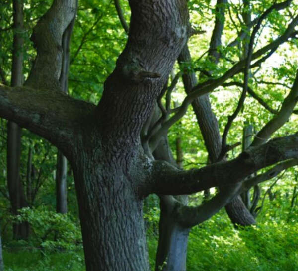 Eichenmann