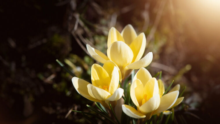 Die Energie von Imbolc